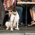 The Rise of Pet-Friendly Coffee Shops in Westchester County, NY